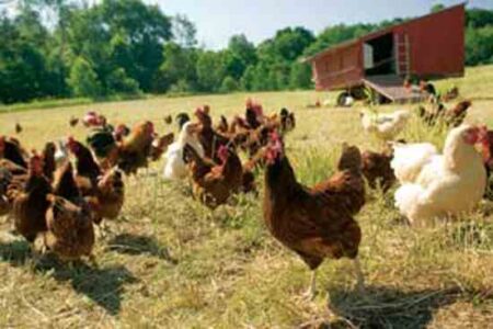 Bird Flu: A Virus of Our Own Hatching Image